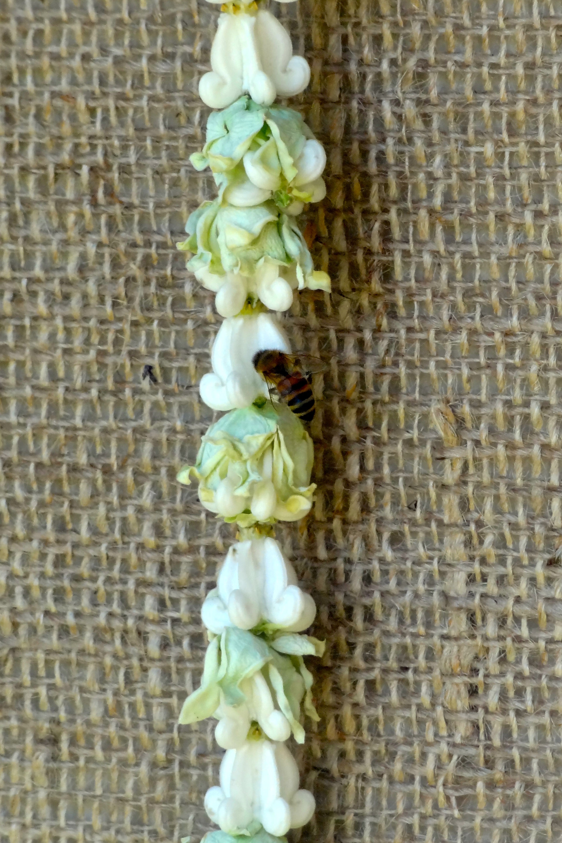 Crown Flowers & Bumblebee