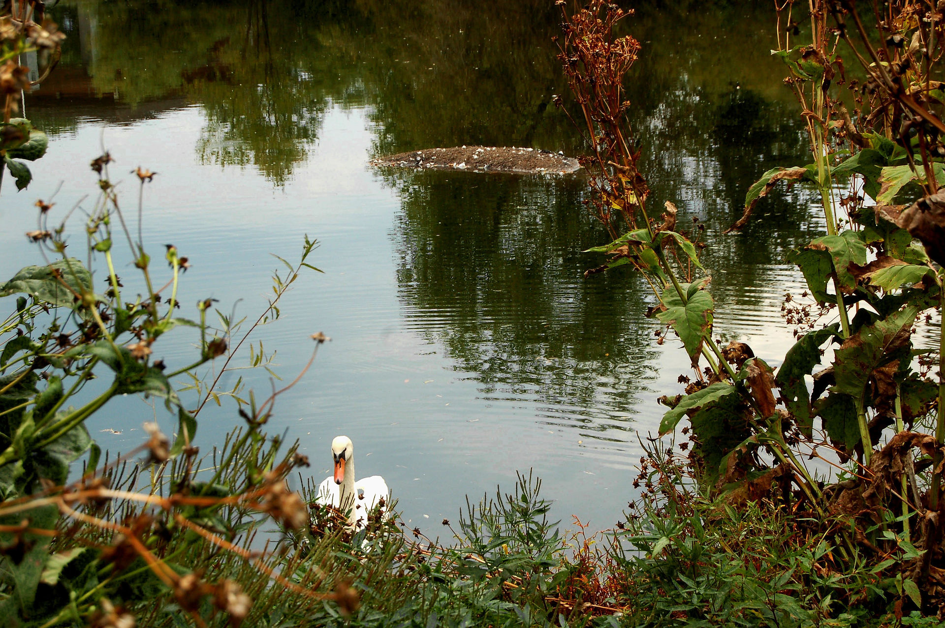 Swan leaves the pond near Lake George in St. Cloud, Minn., Monday, Sept. 17, 2018. (Photo/Kailyn Prein)