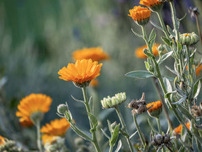 Die Sonnenkraft der Ringelblume