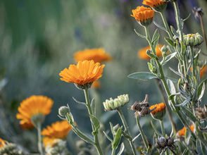 Die Sonnenkraft der Ringelblume