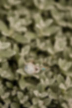 Engagement ring lies on green plants during Boulder, CO engagement session