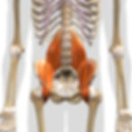 The Iliopsoas Complex