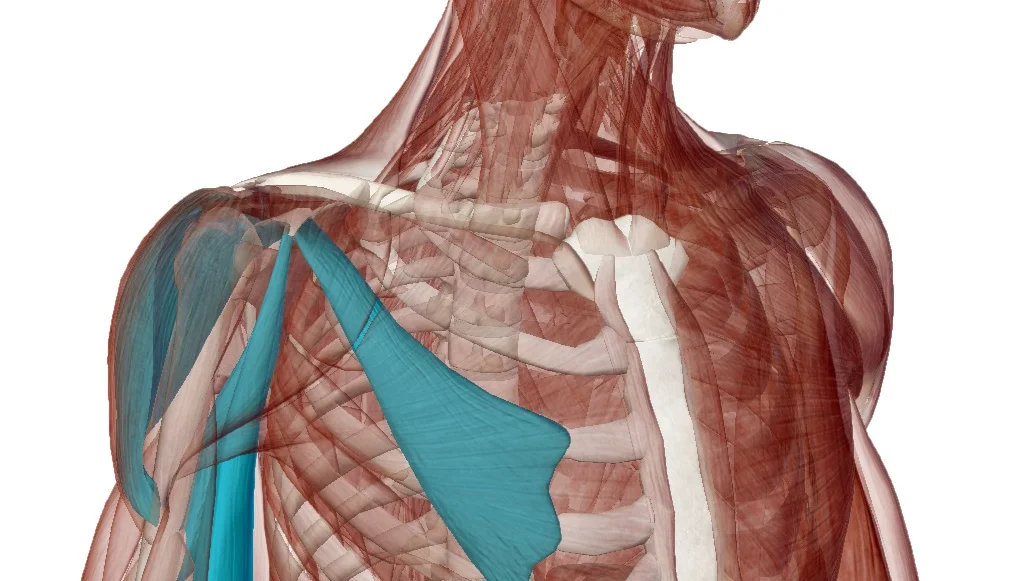 shoulder girdle.webp