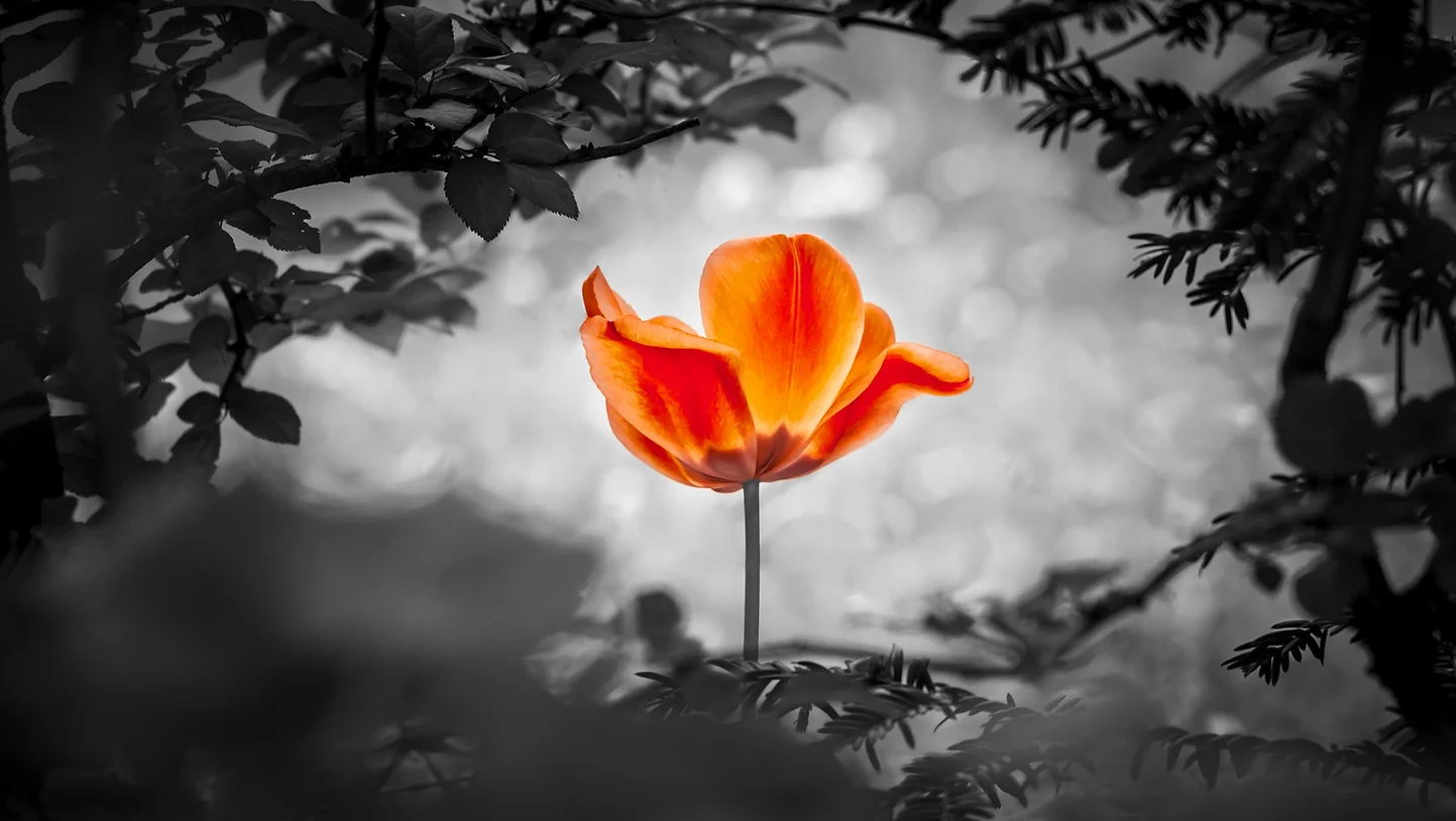 grief coping with the loss of a client.webp