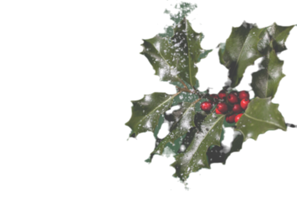 Holly Plant_edited_edited.png