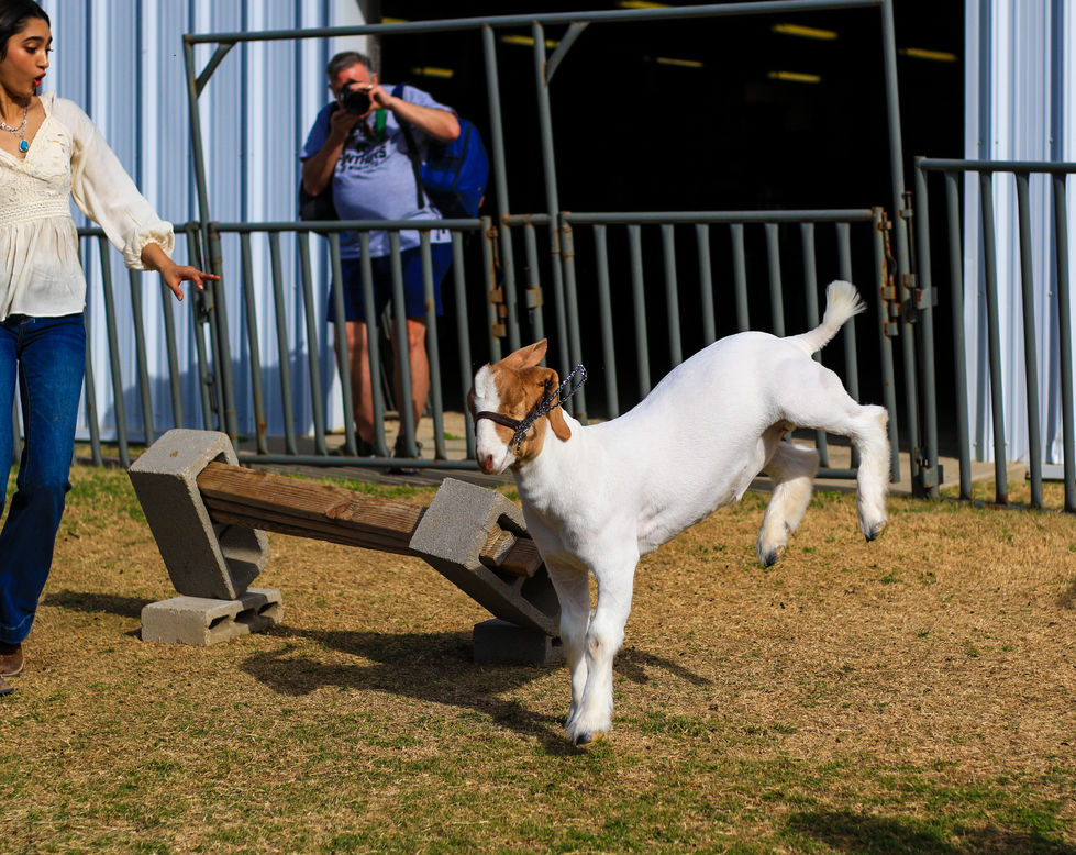 Q3NZpmm-0!largestimage_MaxSize=