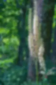 ree