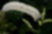 ree