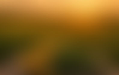 Goldenrod: The Sunlit Healer of Body, Mind, and Spirit