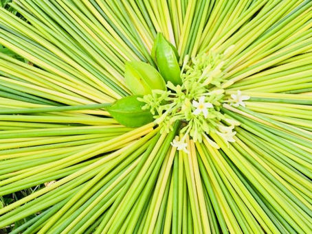 5. ỐNG HÚT CỎ CÓ DÙNG CHẤT BẢO QUẢN KHÔNG?