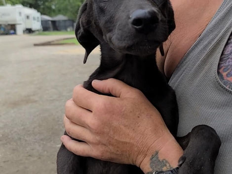 Meet Tedi Lab Mix
