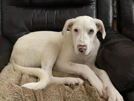Meet Casper - Pyrenees, Great / Retriever, Labrador