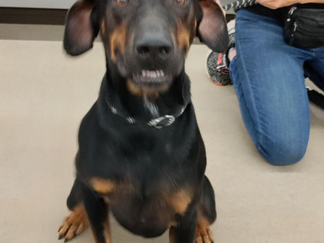 Meet Rhino- Pinscher, Doberman