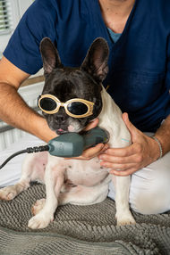 Physiotherapie
TierarztSchwadorf