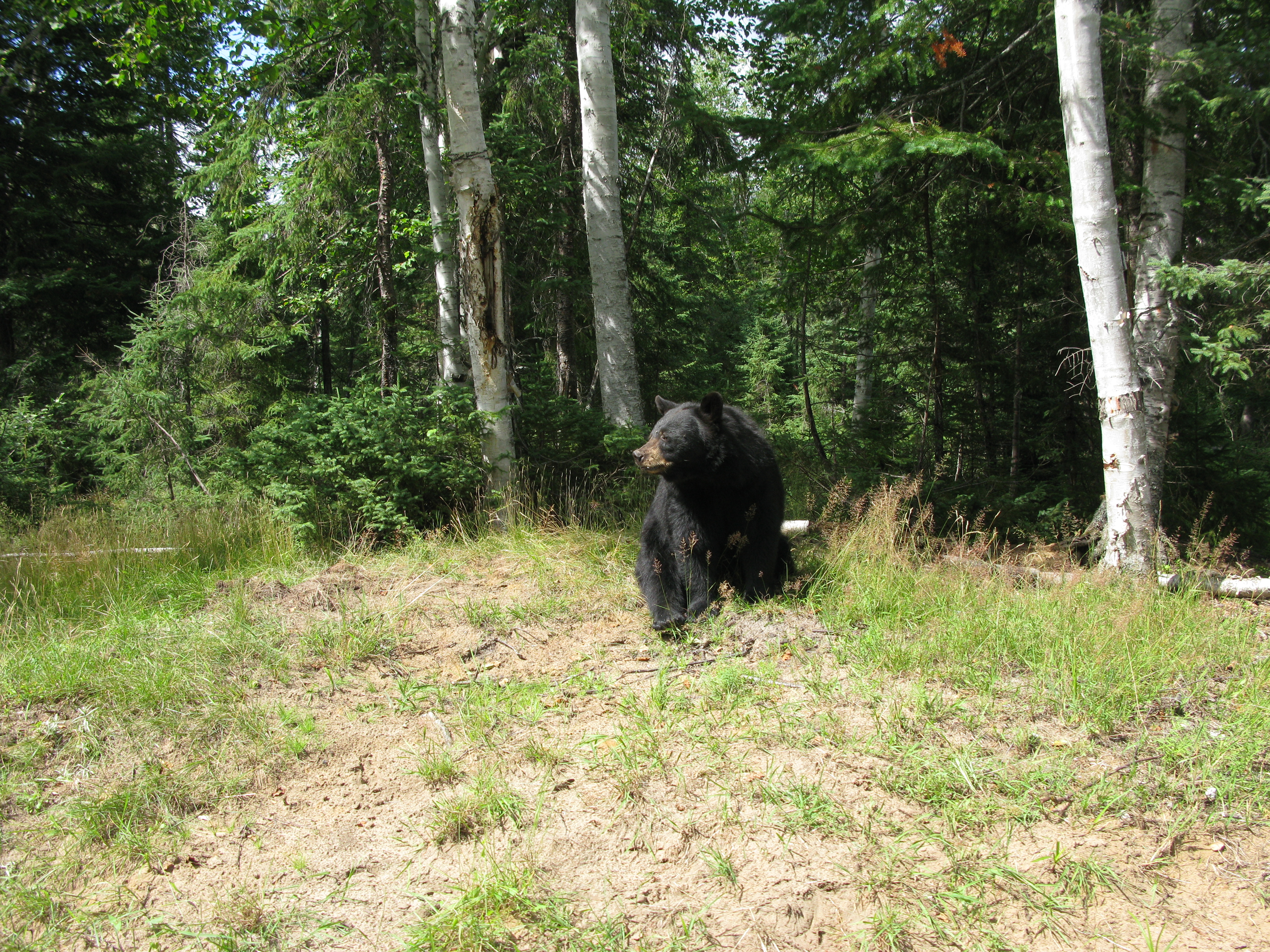 Observation d'ours