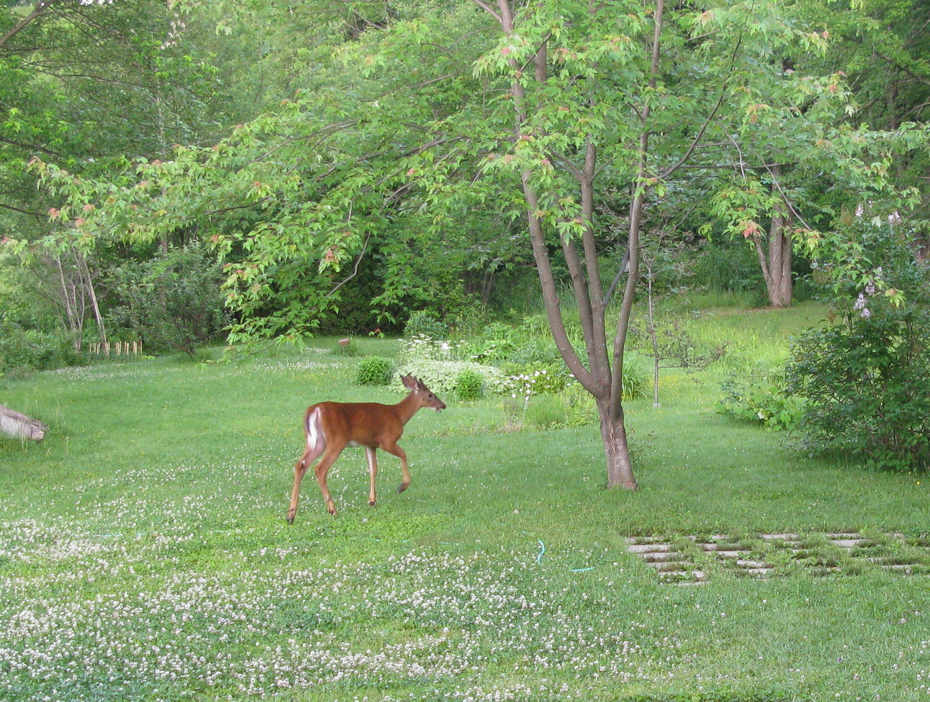 Chasse