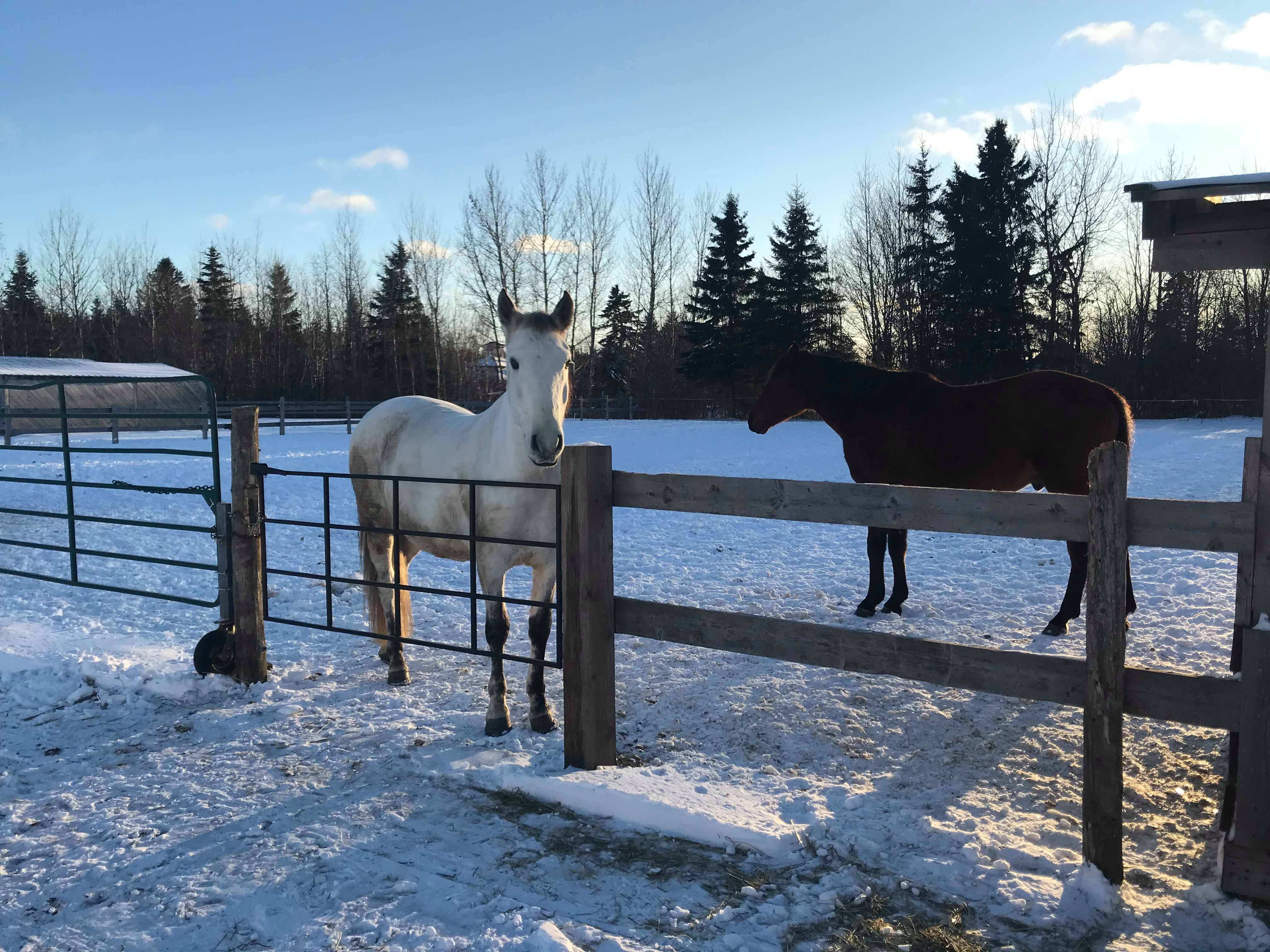 Équitation