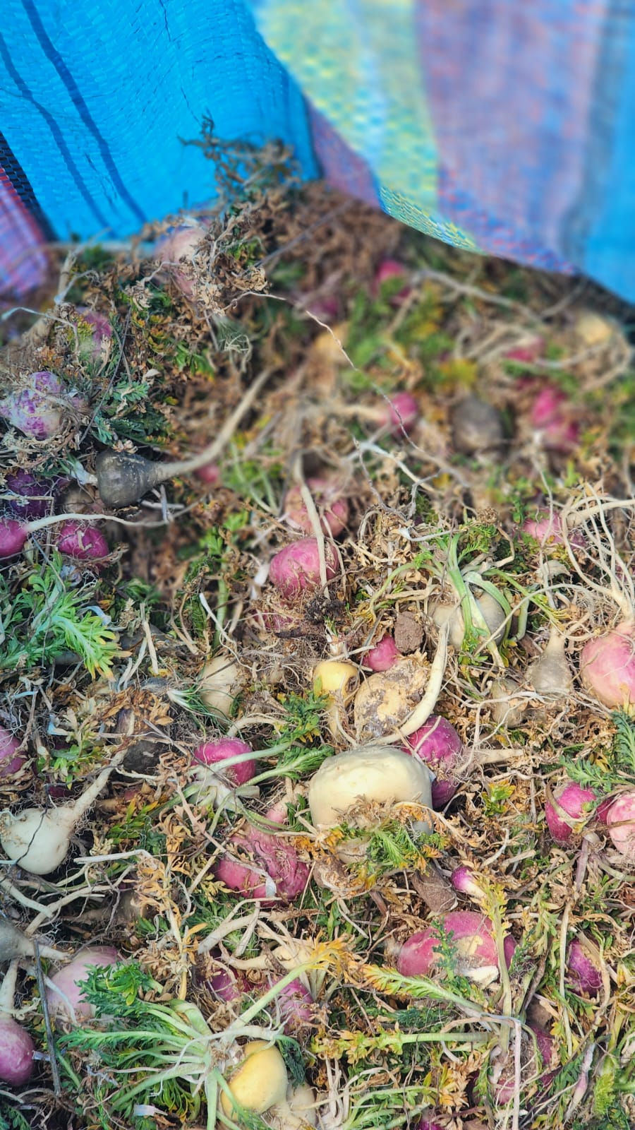 Thumbnail: Capsules 100ct. Chacon Maca