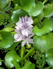 water Hyacinth.jpg
