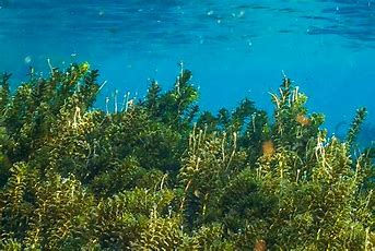 Hydrilla.jpg
