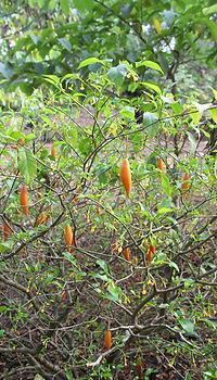 iboga-tribe-ancestral-remedies-microdosing-life.jpg