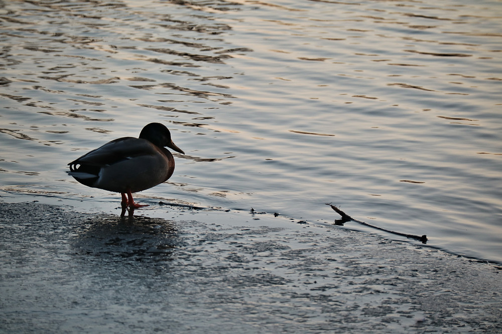 This picture was taken 2 years ago, but feel somehow drawn to the thoughtful mood of this picture at the moment