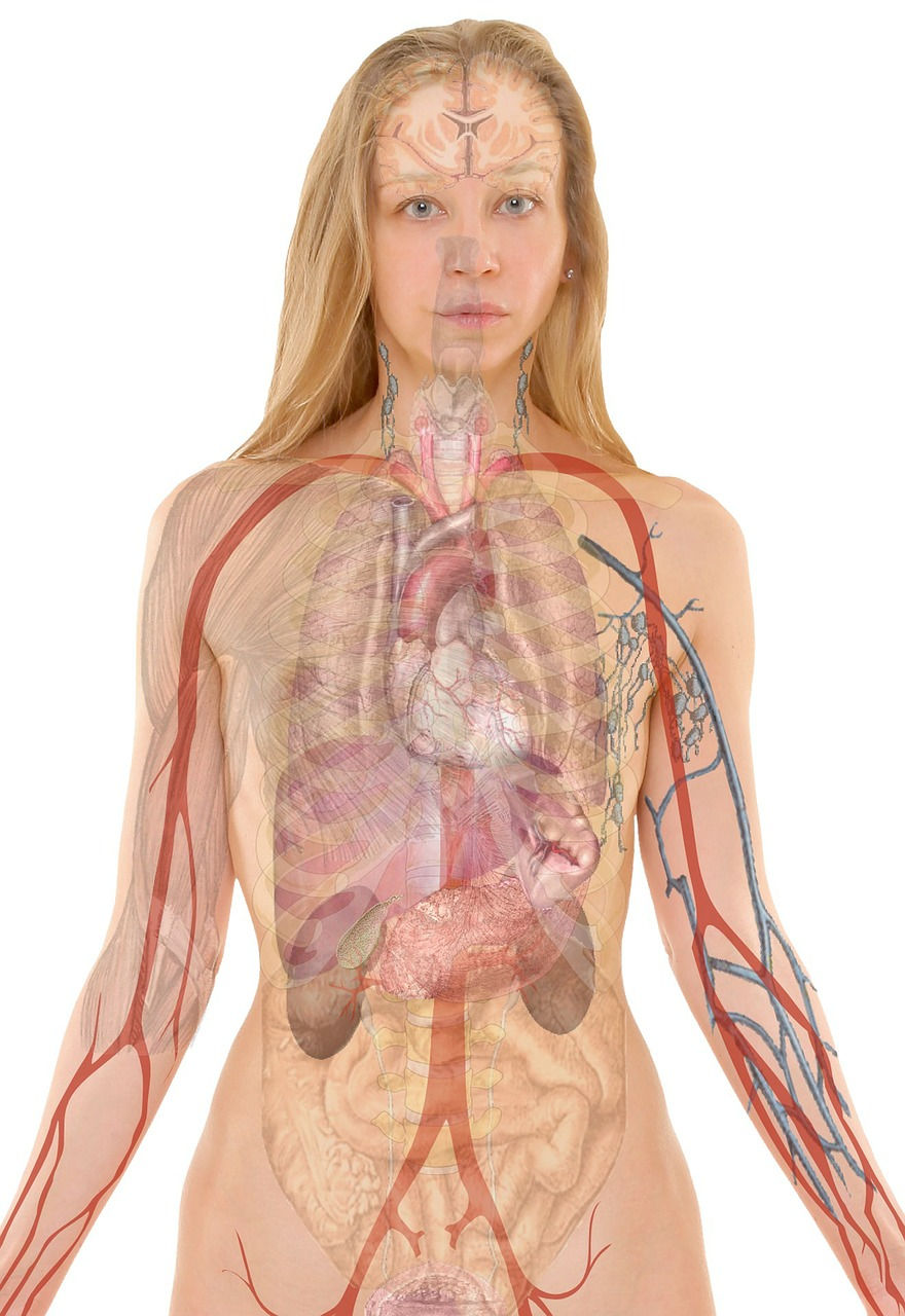 human body anatomy female