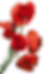 poppies representing new found action creating movement