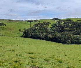 Sítio na Serra Gaúcha na cidade de São Francisco de Paula/RS com 15 Hectares