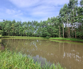 Sítio com 4 Hectares em Sapiranga/RS na Localidade de Picada São Jacó