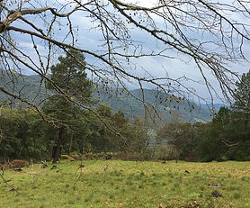 Sítio com 25 Hectares em São Francisco de Paula/RS na Localidade da Samambaia