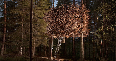 The Bird's Nest