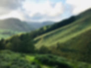 view from the forest