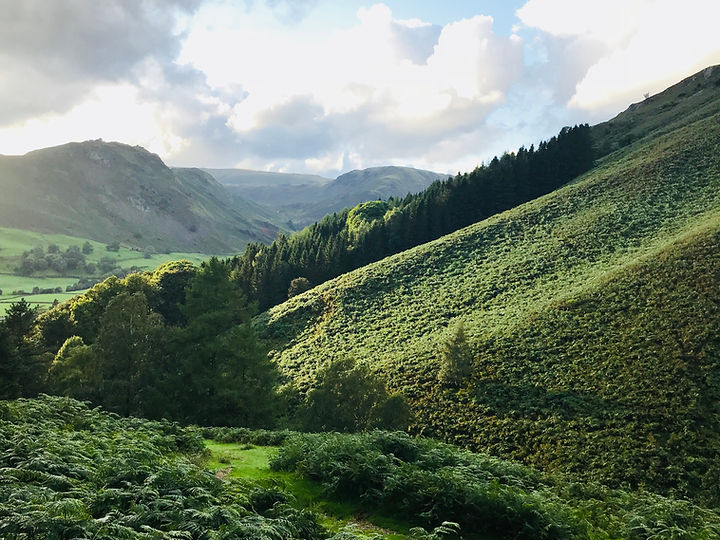 view from the forest