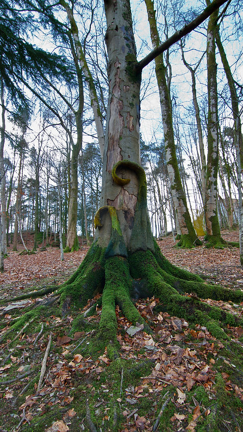 Onsite woodland sculpture