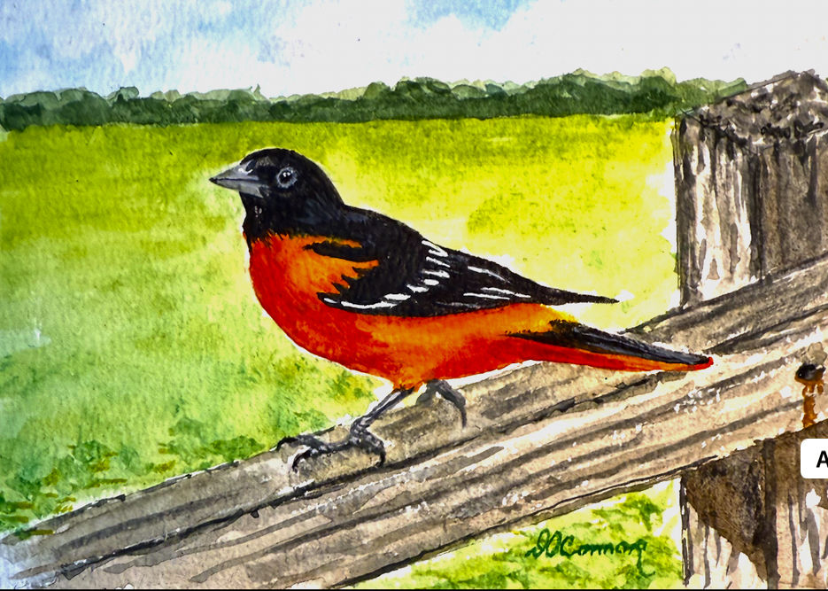 Baltimore Oriole
