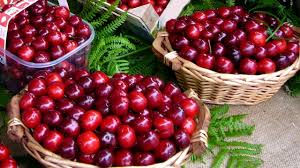 Cherry Festival