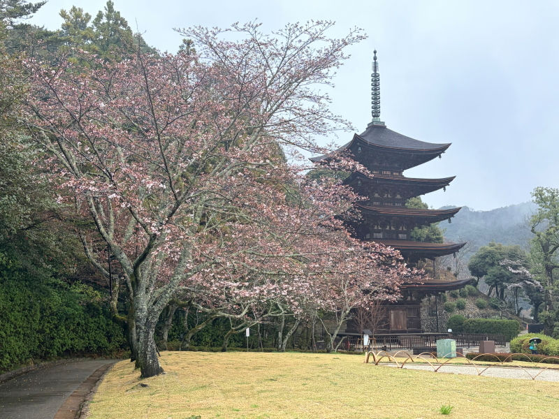 春本番！蕾膨らむ時　2026.3.25