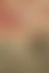 IJIN: The Untold Stories of Sacrifice and Honor in Wartime Japan