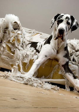 chien%20destruction_edited.jpg