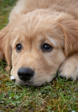 dog-4372036_1920.jpg