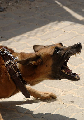dog-900215_1920_edited.jpg