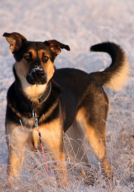 dog-1220202_1920_edited.jpg