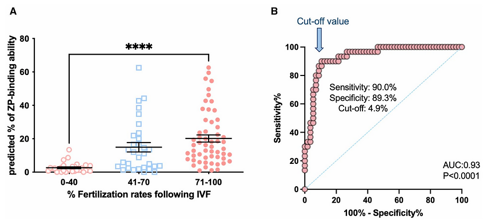 Figure 5. Examination of the predictive power of the fine-tuned VGG13 model for fertilization outcome following IVF.