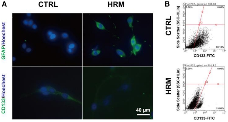圖A、B：氫氣對於亞球體中GFAP和CD133表達的影響。結果表明，氫氣治療能夠誘導亞球體細胞分化，降低CD133表達細胞數量，並增加GFAP表達。結果表明，氫氣能夠促進膠質瘤細胞的分化，降低幹細胞特性的表達，並增加神經元特性的表達。