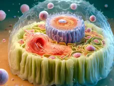 自噬細胞:細胞健康的守護者