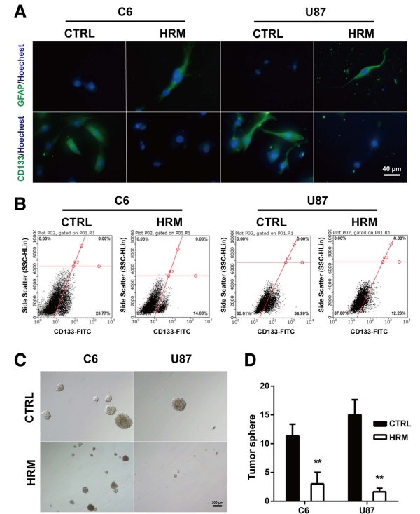 圖A：氫氣對於GFAP和CD133的表達以及腦癌幹細胞的自我更新能力的影響。圖B：統計結果表明，氫氣降低C6膠質瘤細胞中CD133表達的細胞數量。圖C、D：氫氣能夠抑制腦癌幹細胞的自我更新能力