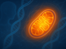 粒線體（mitochondria）