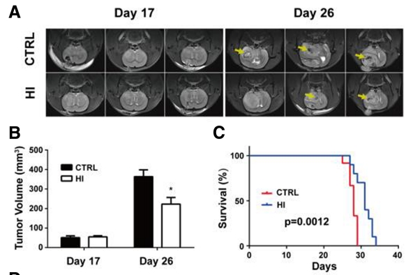 (a)(b) 大鼠 C6 腦瘤模型的 MRI 顯示，氫氣吸入組腫瘤體積明顯減小。(c) 生存曲線顯示氫氣吸入組的中位存活期延長。