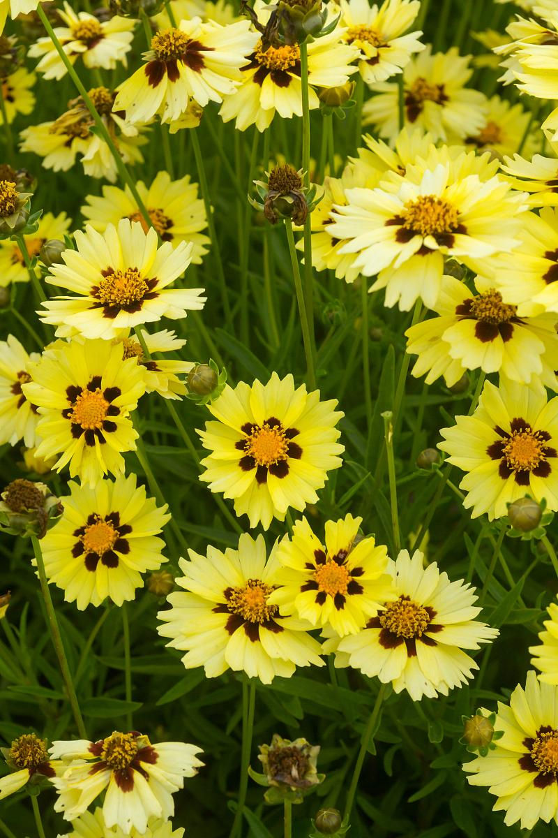 Coreopsis Solar Moon